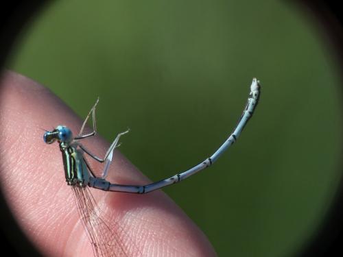 Réf. 287 852 : Platycnemis pennipes